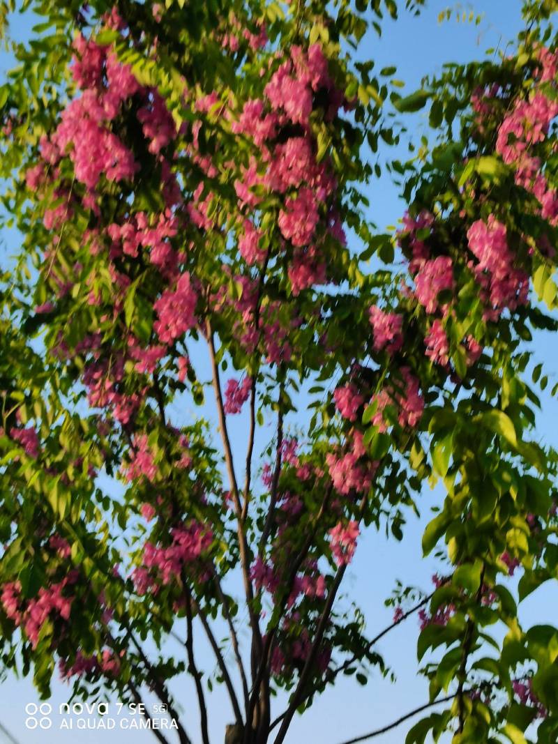 香花槐树嫁接树树身高一米八到两米二适合园林庭院道路