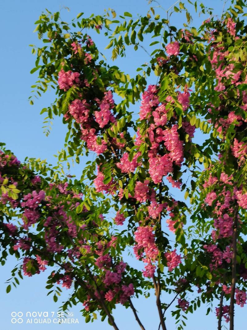 香花槐树嫁接树树身高一米八到两米二适合园林庭院道路