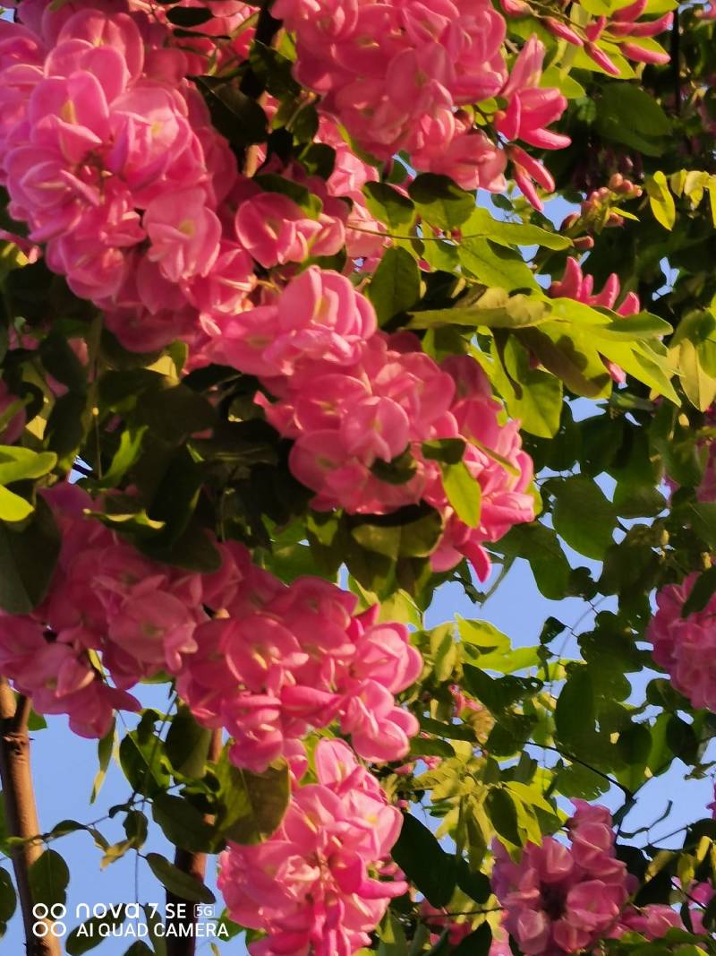 香花槐树嫁接树树身高一米八到两米二适合园林庭院道路