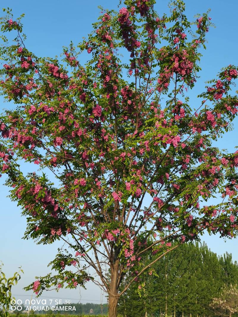 香花槐树嫁接树树身高一米八到两米二适合园林庭院道路