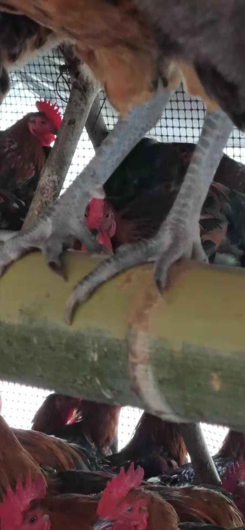 散养大公鸡
