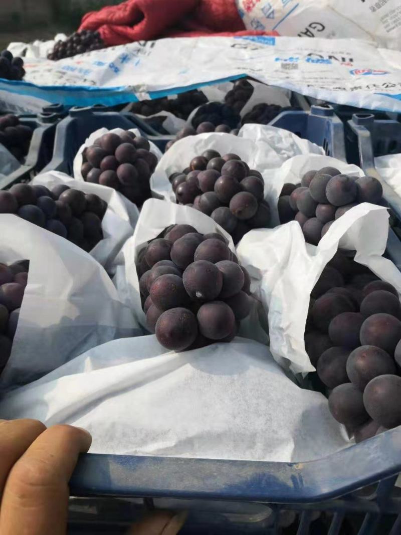 热销早峰六号早熟纯甜可口的甜葡萄，面地大，味道好，，供