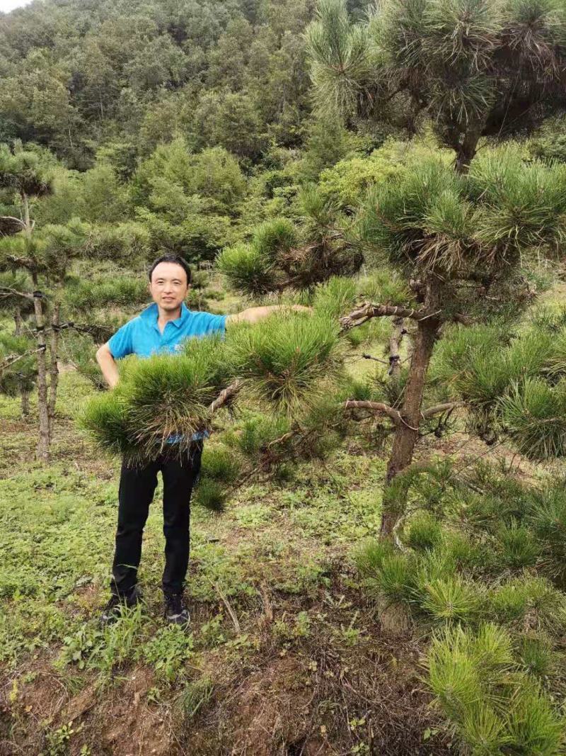 白皮松基地直销品质优良大量供应可视频看货