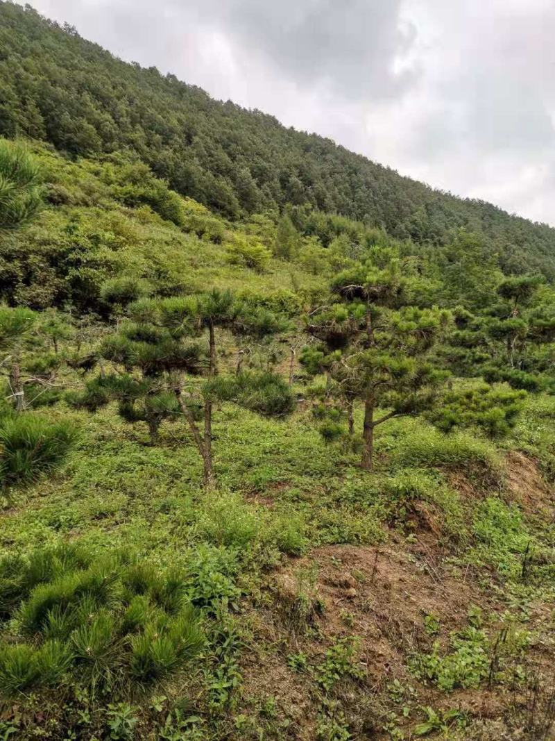 白皮松基地直销品质优良大量供应可视频看货
