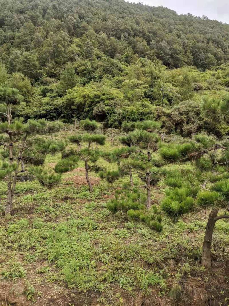 白皮松基地直销品质优良大量供应可视频看货