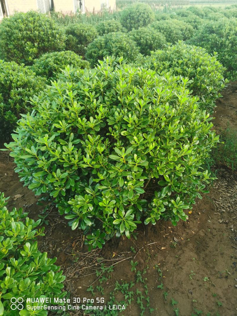 海桐球