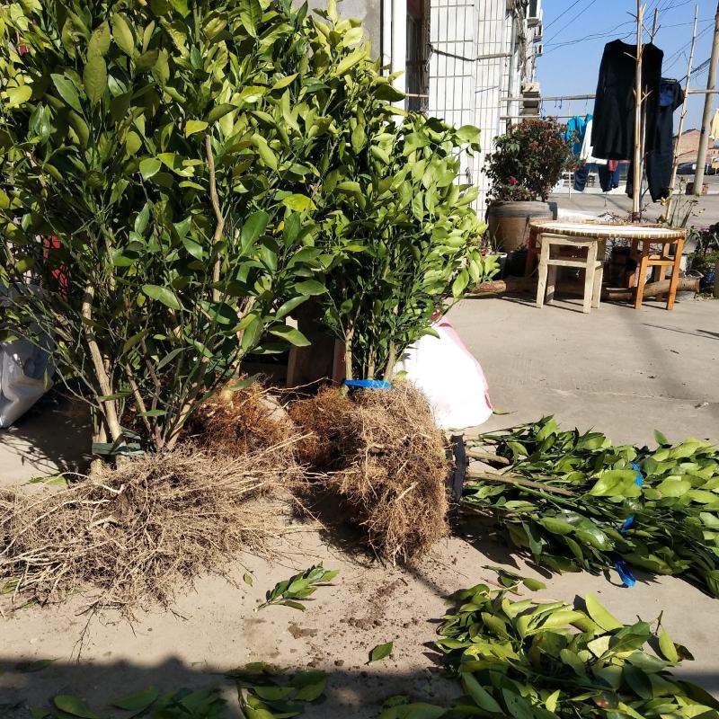 涌泉桔苗，早熟宫川2年苗，黄岩蜜桔苗，最易管理的桔苗