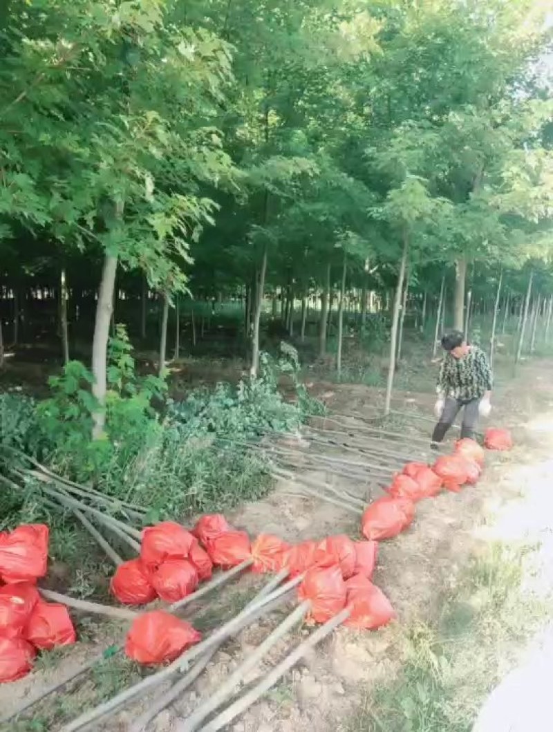 美国红枫秋火焰
