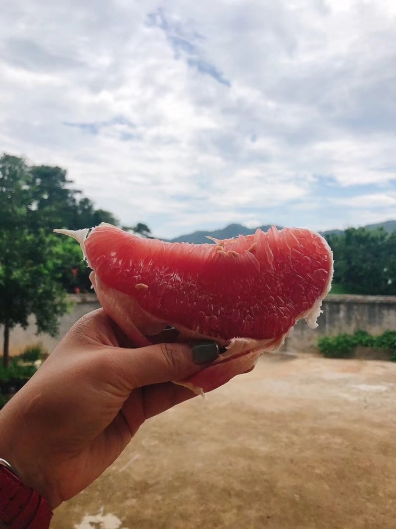 梅州红肉蜜柚，九月上市，诚招代理，一件代发