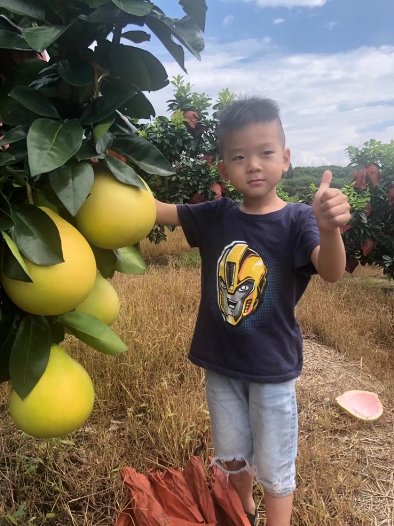 梅州红肉蜜柚，九月上市，诚招代理，一件代发