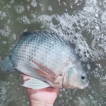 去鳞去内脏去腮/罗非鱼/烧烤火锅店特色食材/原汁原味