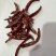 干辣椒、小辣椒🌶️朝天椒，只作精品、火锅料。