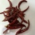 干辣椒、小辣椒🌶️朝天椒，只作精品、火锅料。