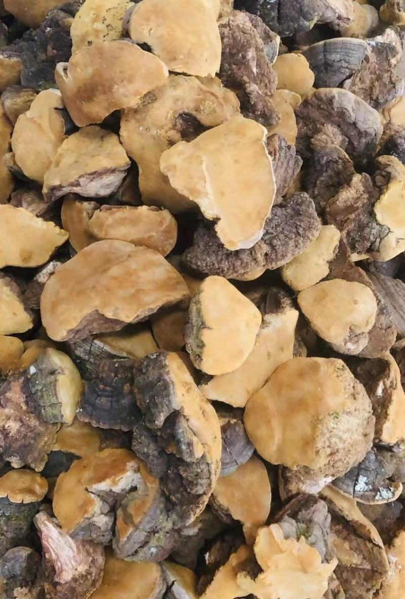 西藏桑黄野生天然马蹄桑黄一公斤起包邮大量一手货源质量保证