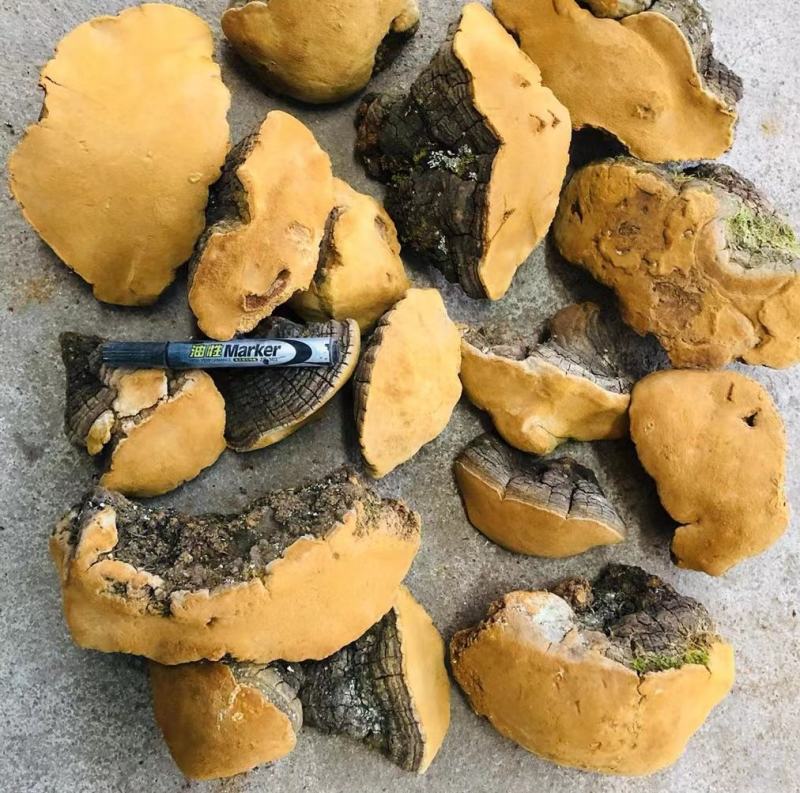 西藏桑黄野生天然马蹄桑黄一公斤起包邮大量一手货源质量保证