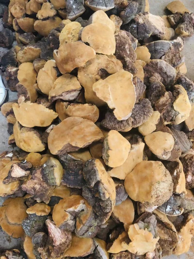 西藏桑黄野生天然马蹄桑黄一公斤起包邮大量一手货源质量保证