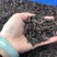 黑水虻卵