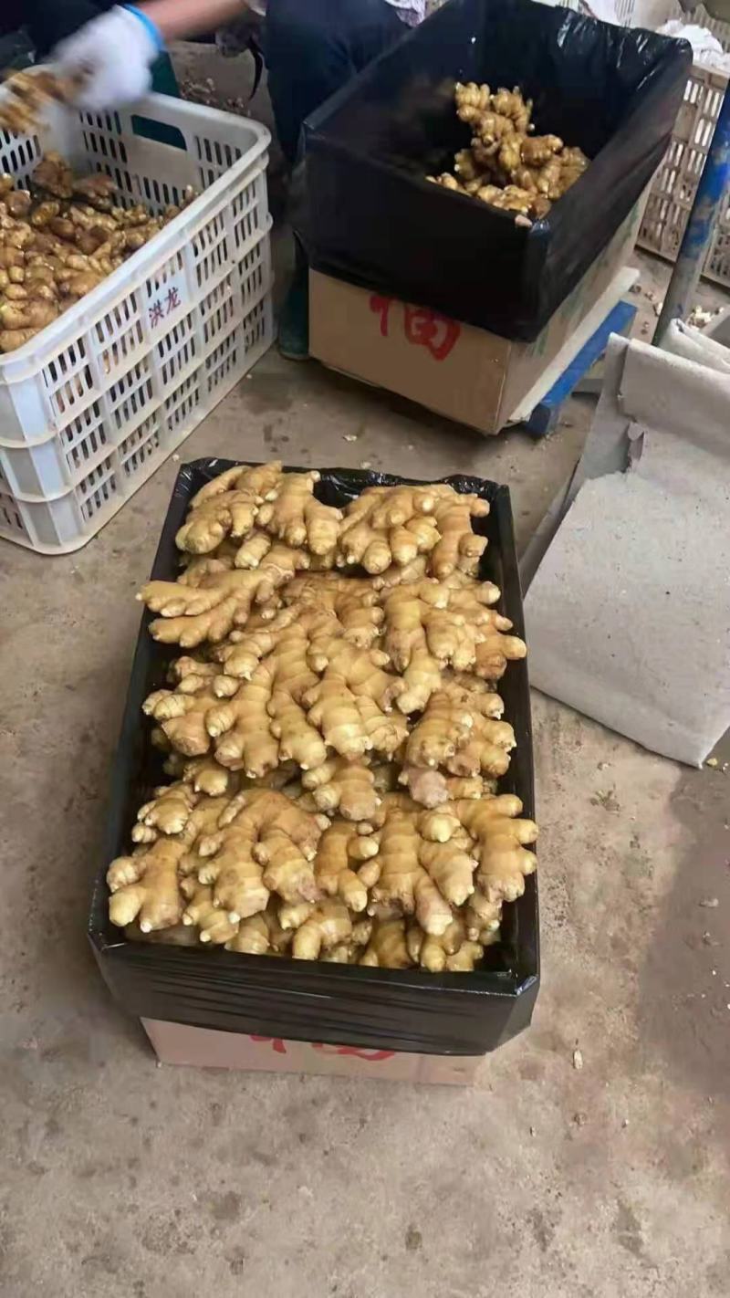 福建优质大黄姜，加工水洗中，一手货源，质量保证，