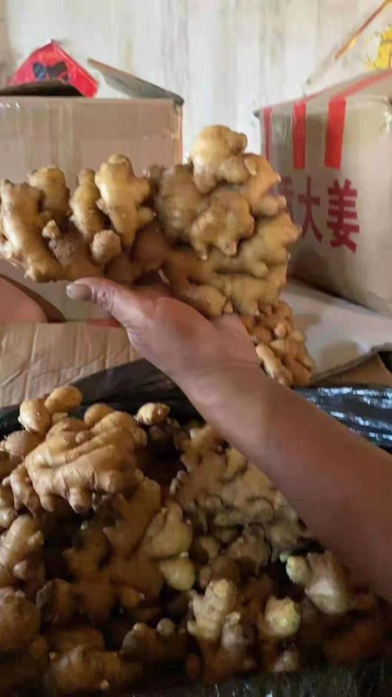 福建优质大黄姜，加工水洗中，一手货源，质量保证，