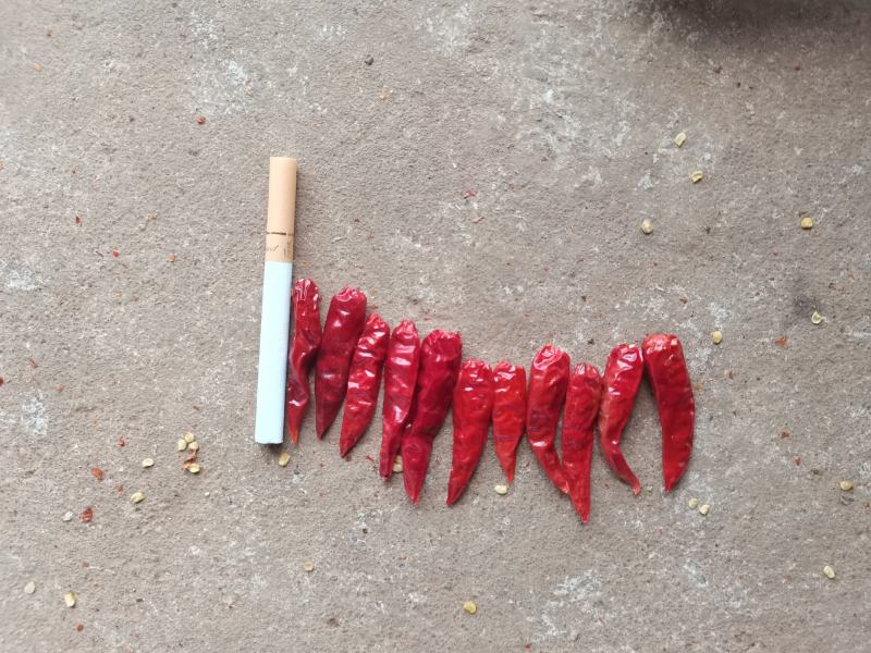 交中玉干椒大量供应中