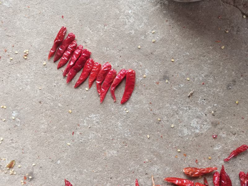 交中玉干椒大量供应中