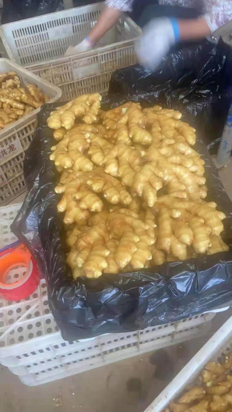 重庆优质小黄姜产地批发价格从优质量保证一手货源