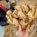 四川精品大黄姜产地一手货源质量保证全国发货量大从优