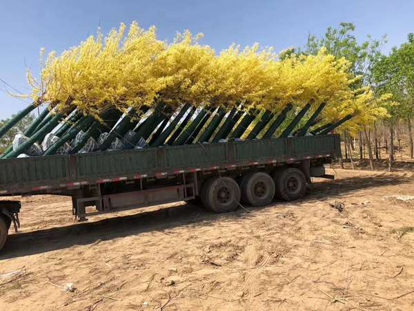 国槐苗木批量出圃场景