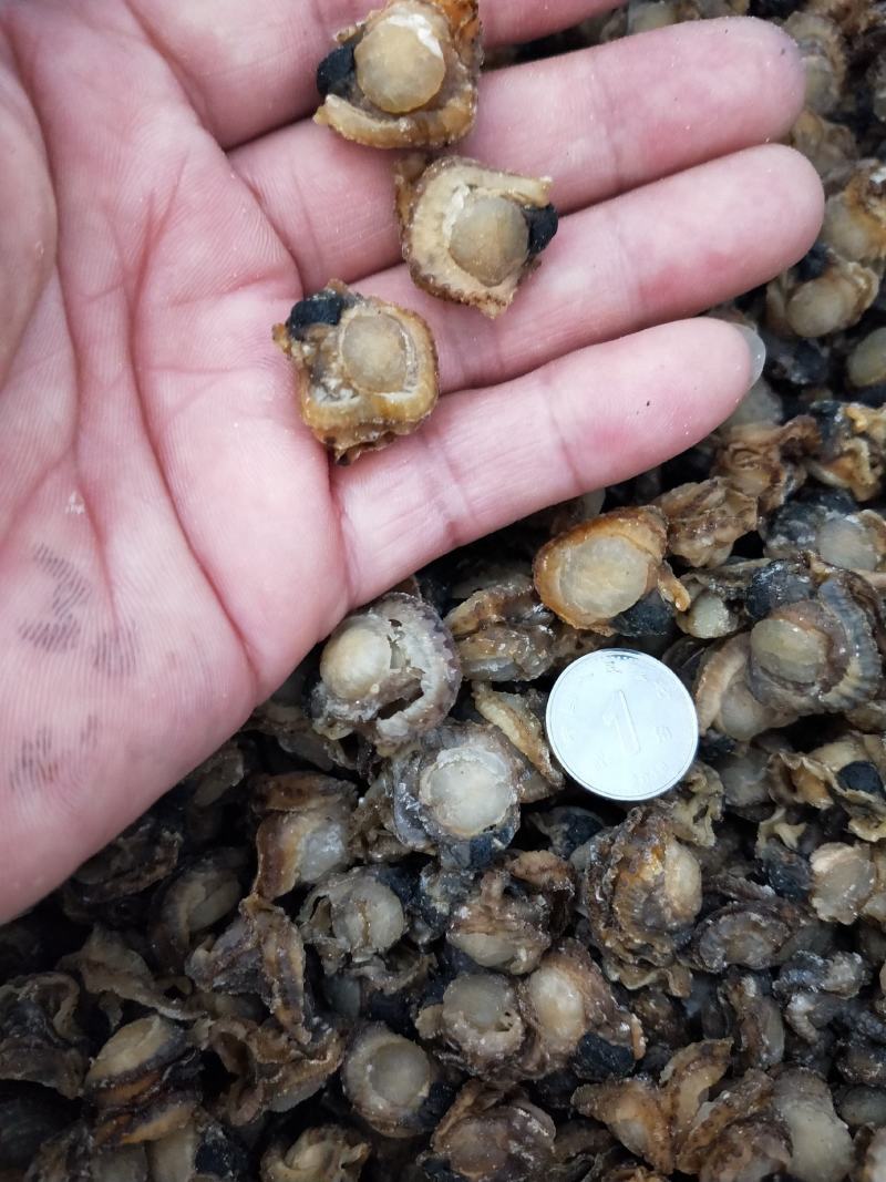 扇贝肉干干度好无沙1箱30斤！产地直发可视频看货不包邮