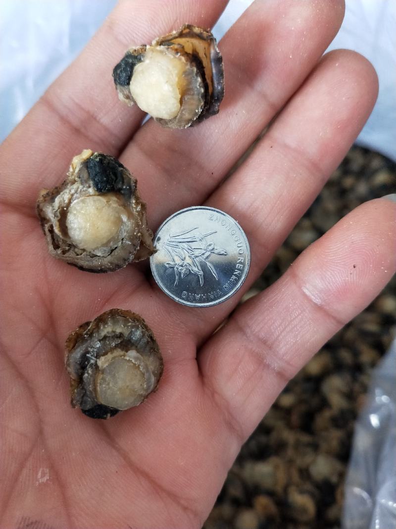 扇贝肉干干度好无沙1箱30斤！产地直发可视频看货不包邮