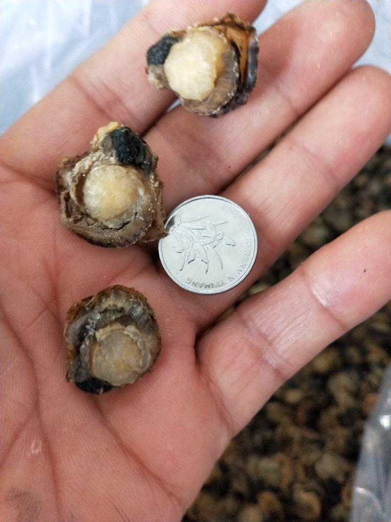 扇贝肉干干度好无沙1箱30斤！产地直发可视频看货不包邮