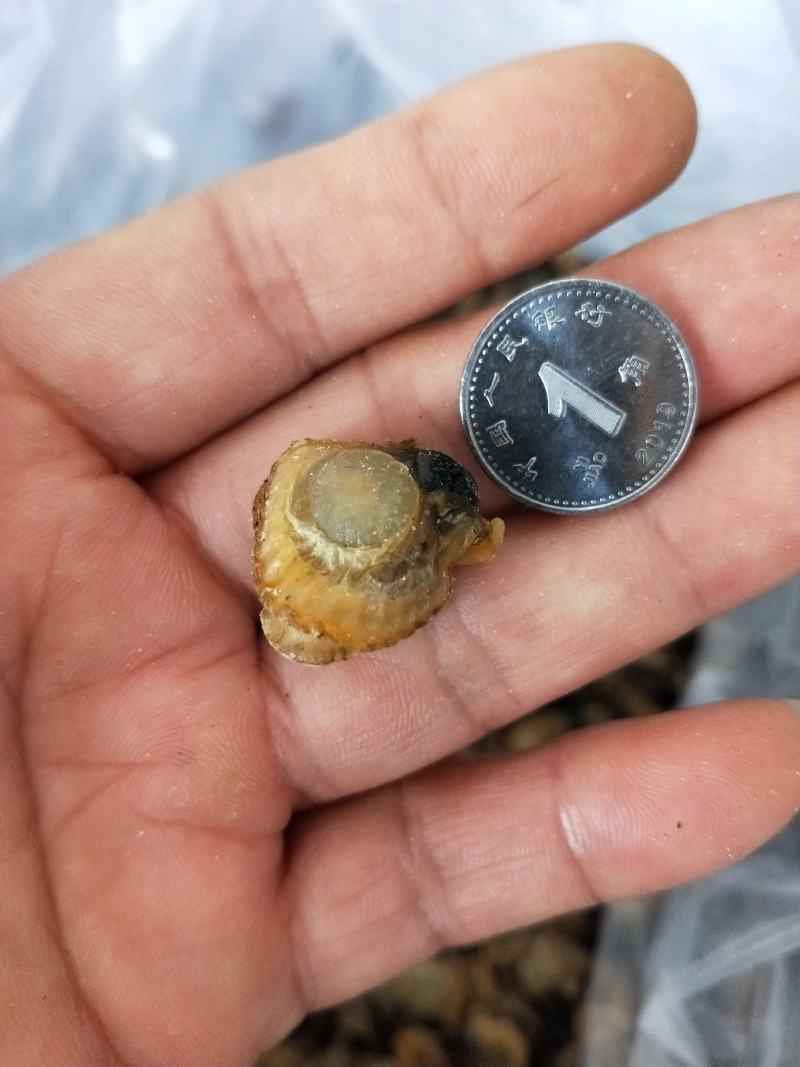 扇贝肉干干度好无沙1箱30斤！产地直发可视频看货不包邮