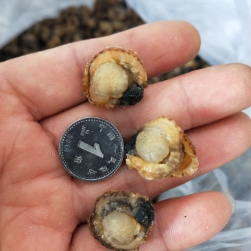扇贝肉干干度好无沙1箱30斤！产地直发可视频看货不包邮