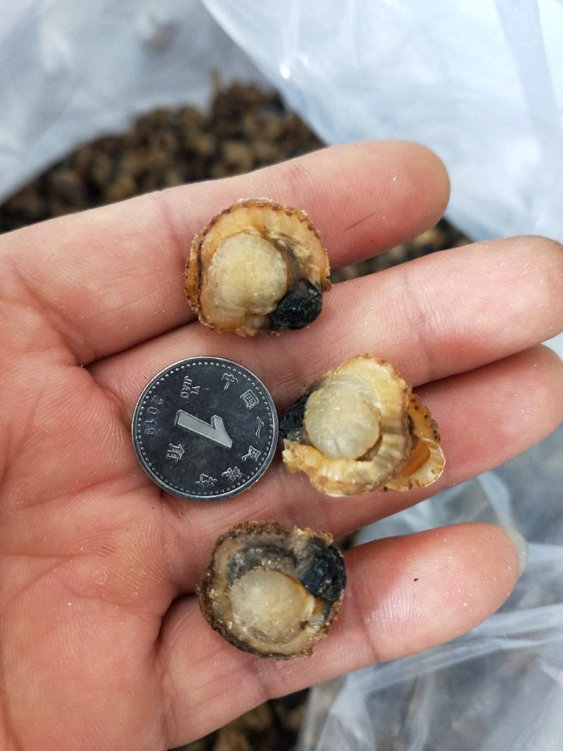 扇贝肉干干度好无沙1箱30斤！产地直发可视频看货不包邮