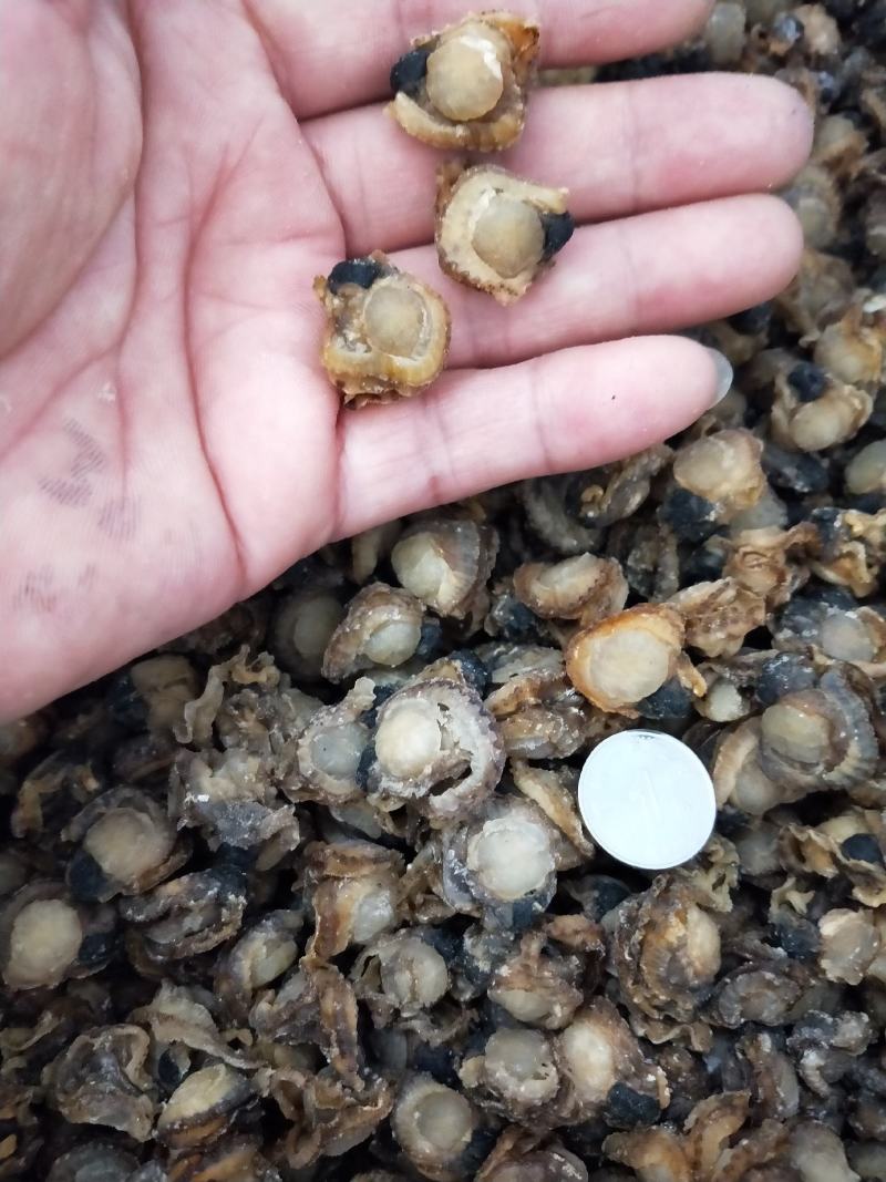 扇贝肉干干度好无沙1箱30斤！产地直发可视频看货不包邮