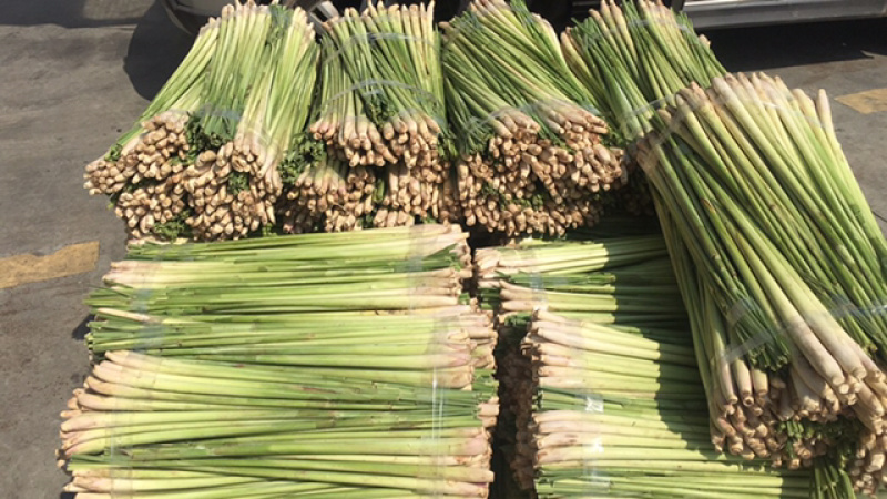 香茅