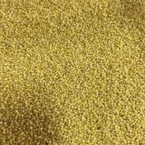 东北小米，黄小米，红谷小米，粥米，产地直发品质保证