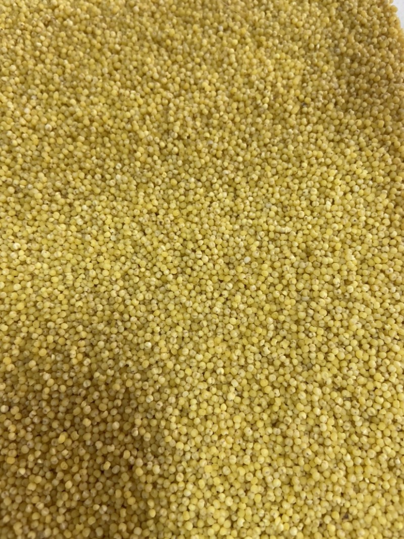 东北小米，黄小米，红谷小米，粥米，产地直发品质保证