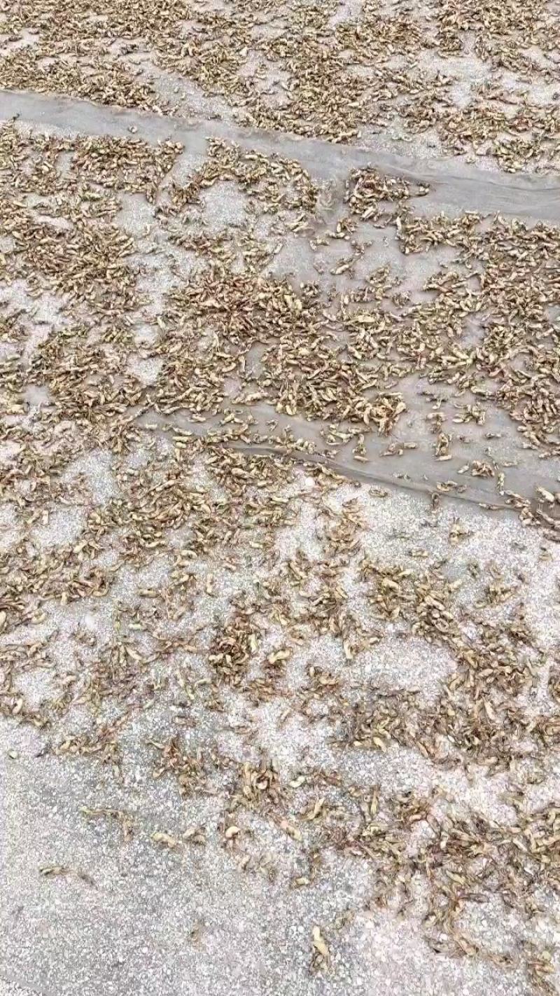 优质海蛏干大量加工中，欢迎各位老板咨询下单