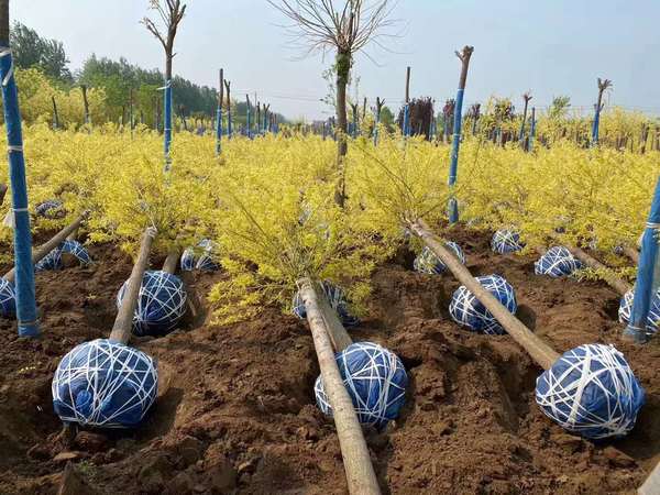 国槐标准株行距示意图