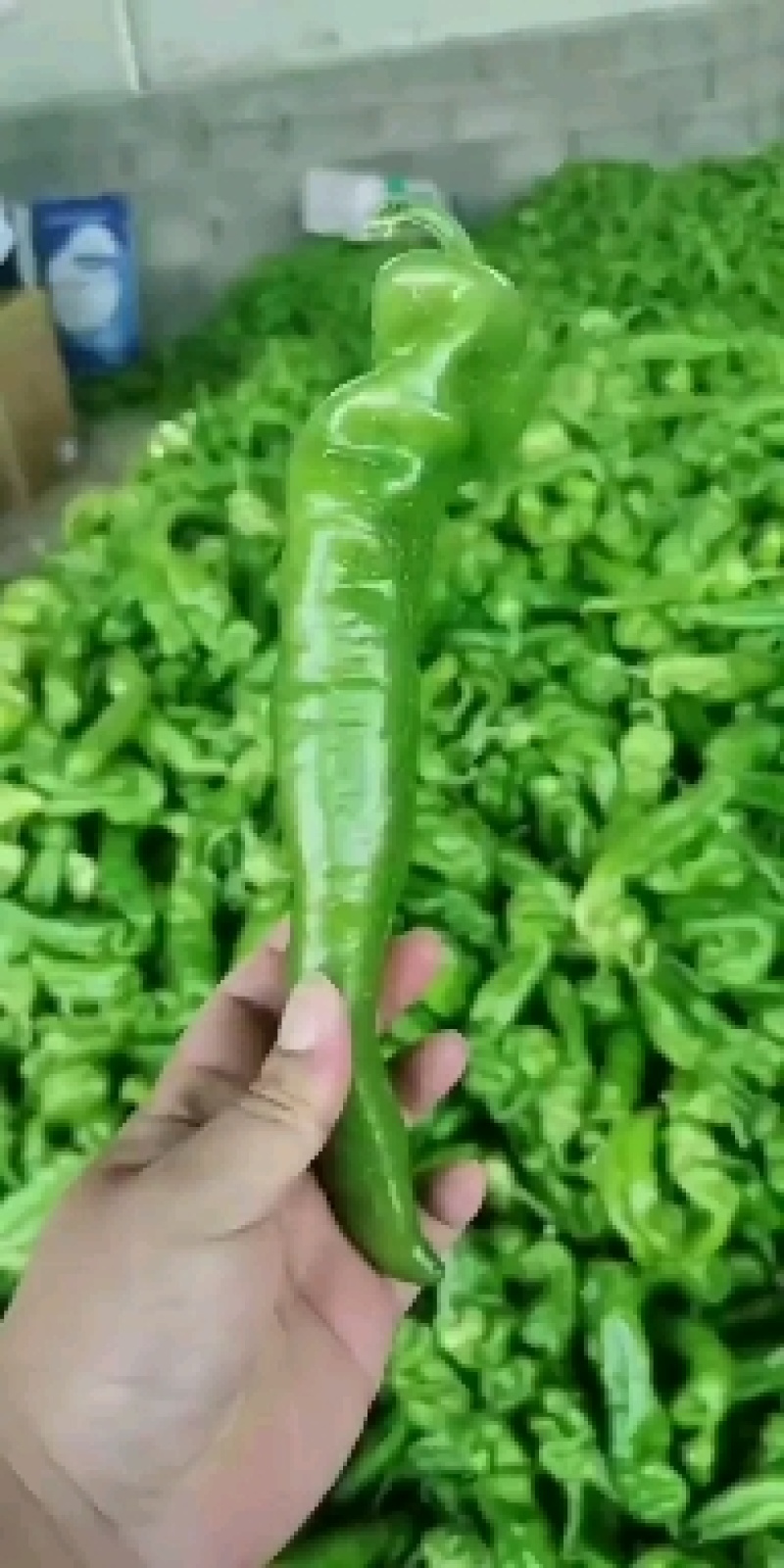 费县鲜辣椒，薄皮芜湖椒，大量上市一手货源欢迎电话联系