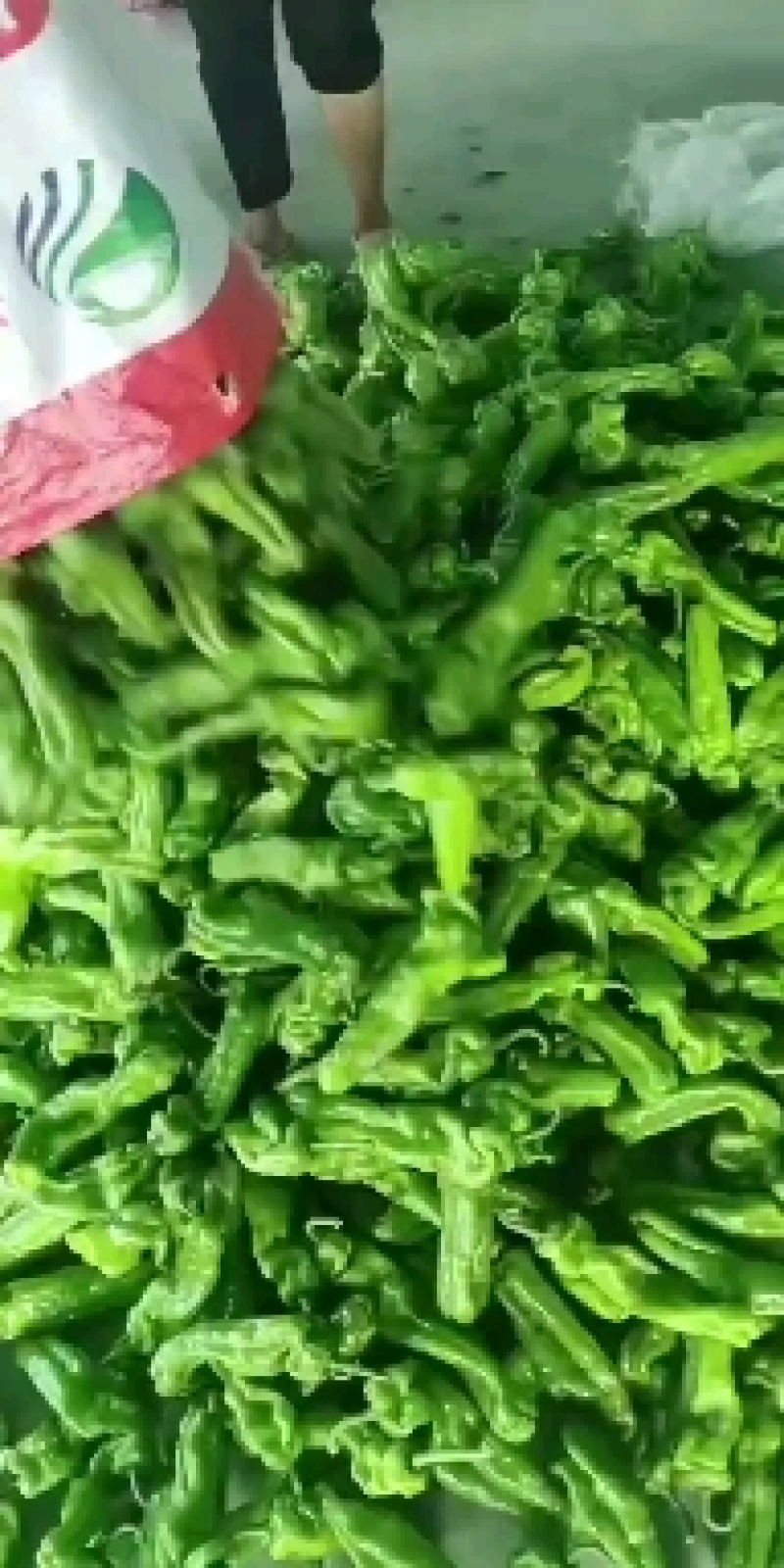 费县鲜辣椒，薄皮芜湖椒，大量上市一手货源欢迎电话联系