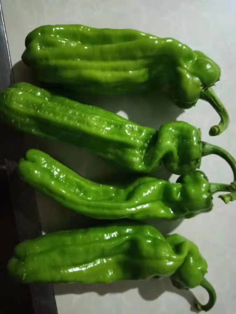 费县鲜辣椒，薄皮芜湖椒，大量上市一手货源欢迎电话联系