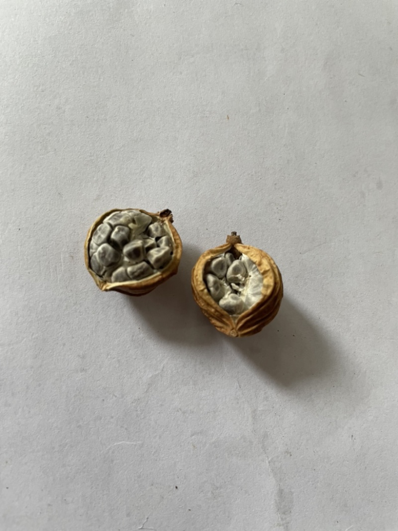 香砂、香砂仁、正品香砂仁、无硫、精品、无添加。