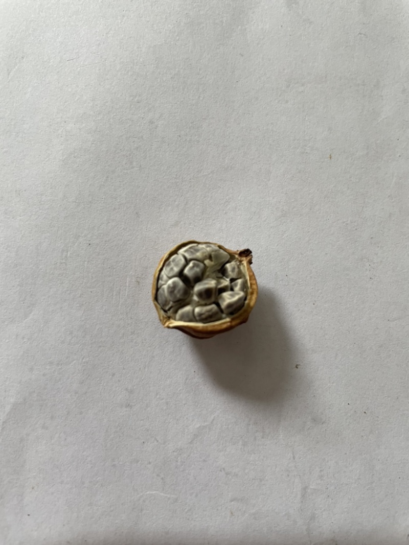 香砂、香砂仁、正品香砂仁、无硫、精品、无添加。