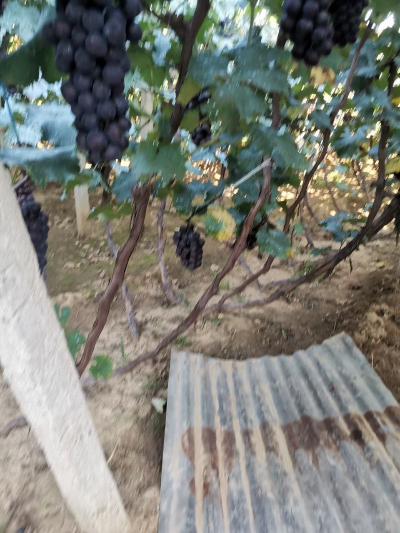 辽南巨峰葡萄