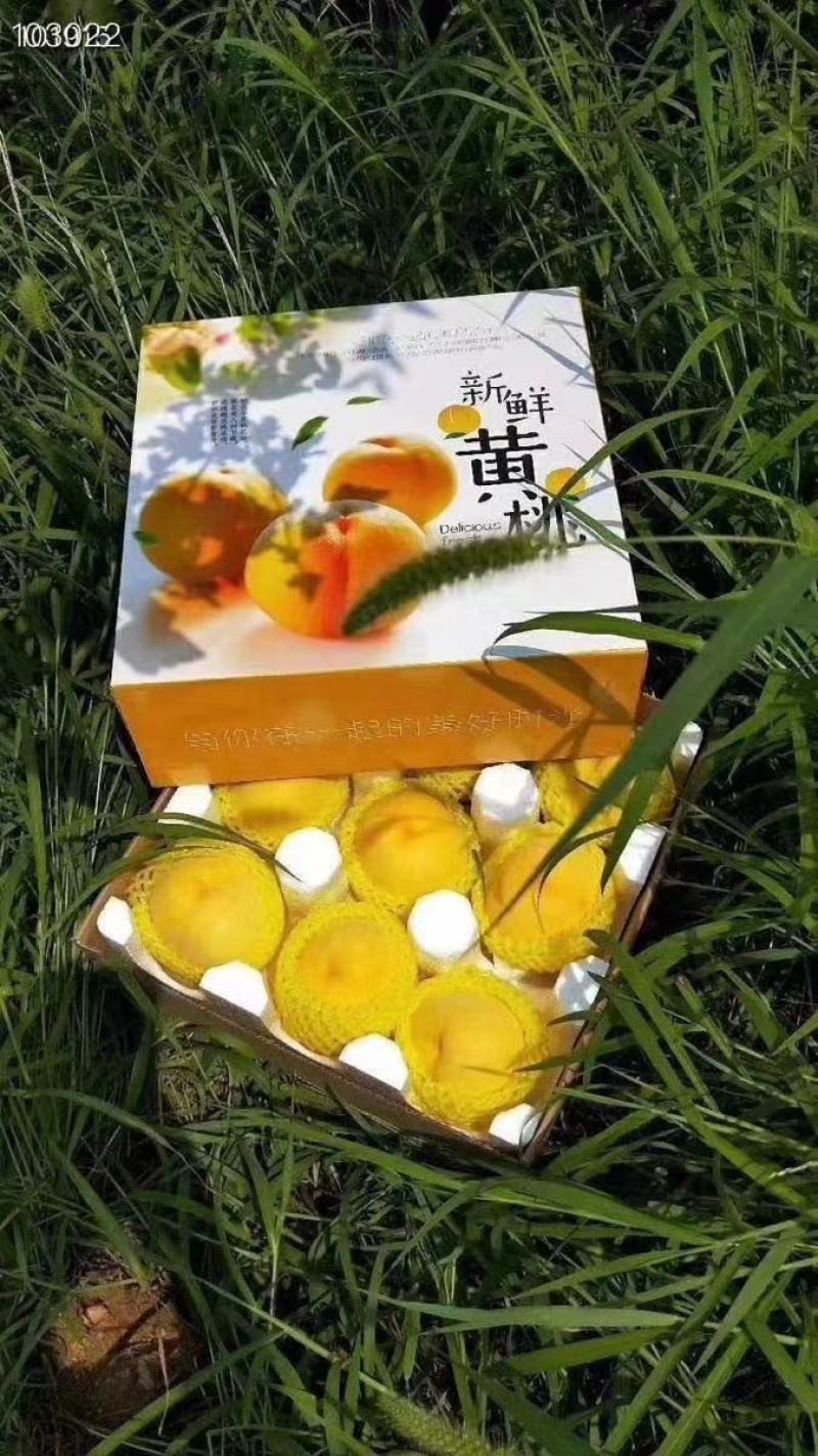 黄金黄桃半斤以上黄金密桃，甜桃，蜜桃，脆桃