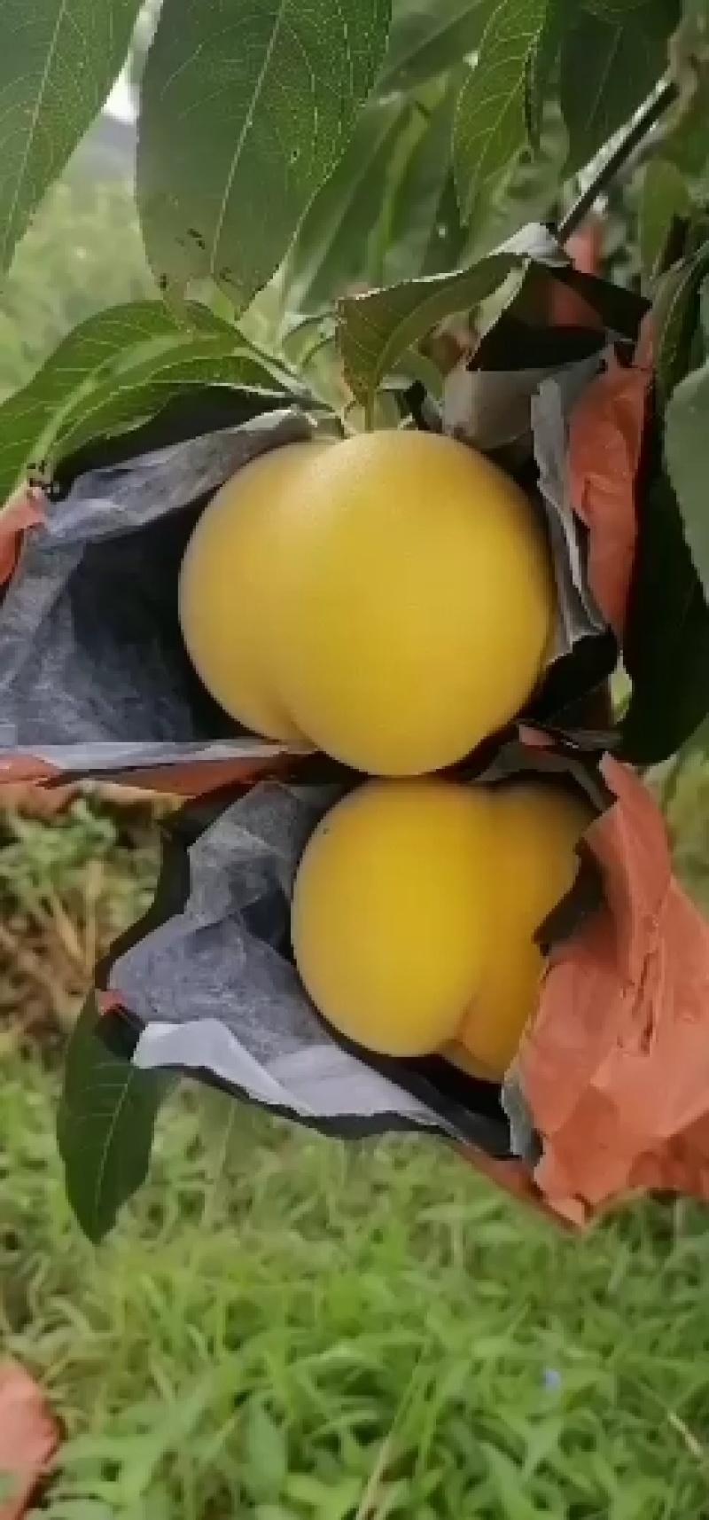 黄金黄桃半斤以上黄金密桃，甜桃，蜜桃，脆桃