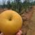 2023秋月梨大量上市，山东秋月梨品质梨可一件代发