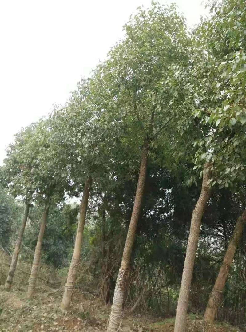 香樟/绿化苗木/乔灌木/樟树/绿化林木/原生态树苗/种苗